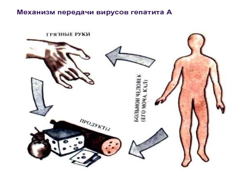Памятка по профилактике вирусного гепатита «А».
