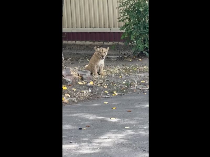 Уважаемые жители городского округа Енакиево!.