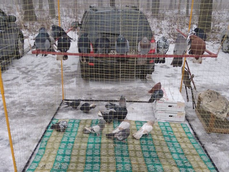 В Городском парке культуры и отдыха им. Н.А. Вознесенского состоялась выставка-ярмарка животных и птиц.