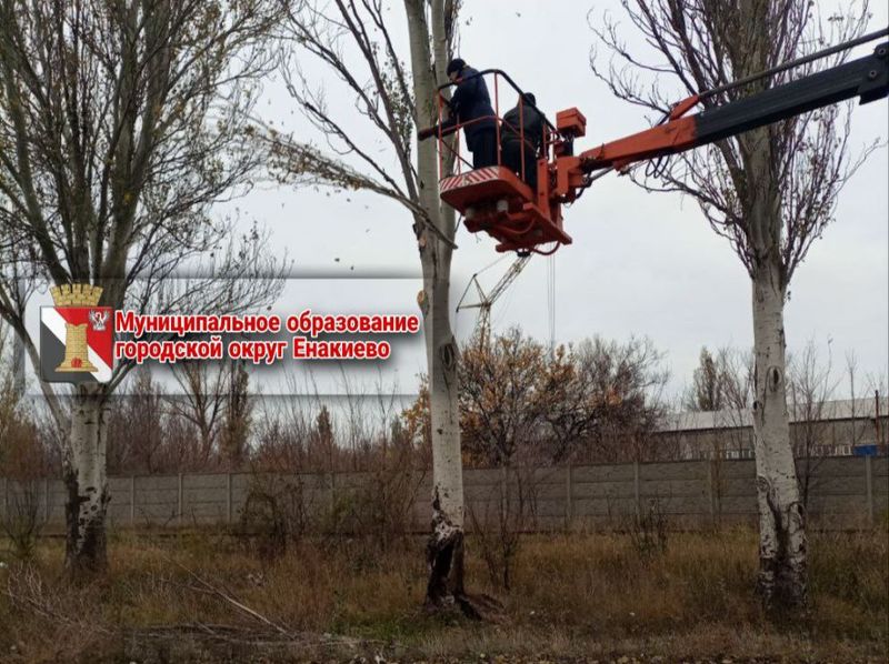 Ведётся работа по выявлению аварийных деревьев.