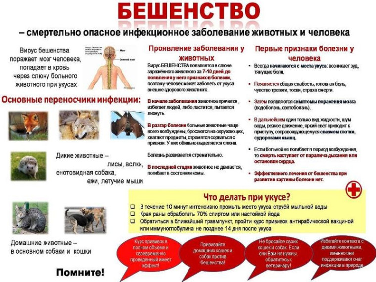Бешенство - смертельное заболевание. Бешенство - смертельное заболевание.